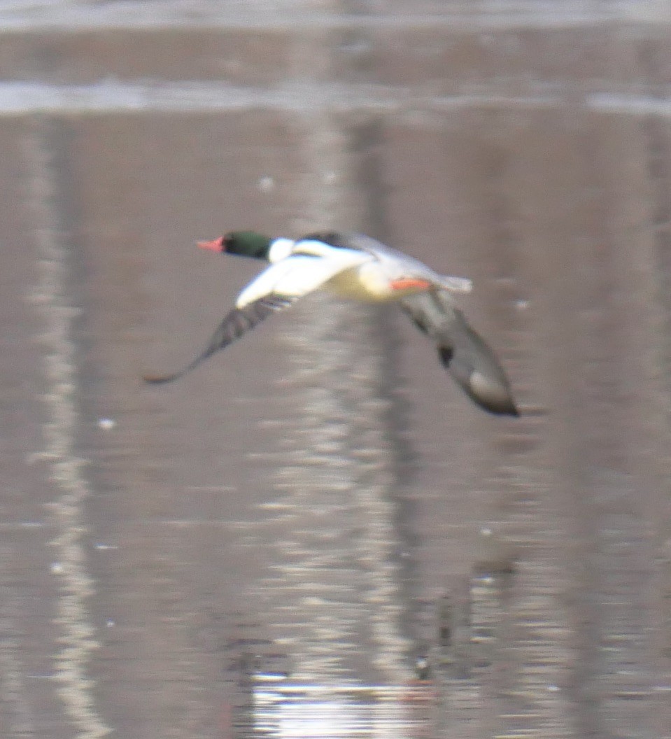 Common Merganser - ML616050408