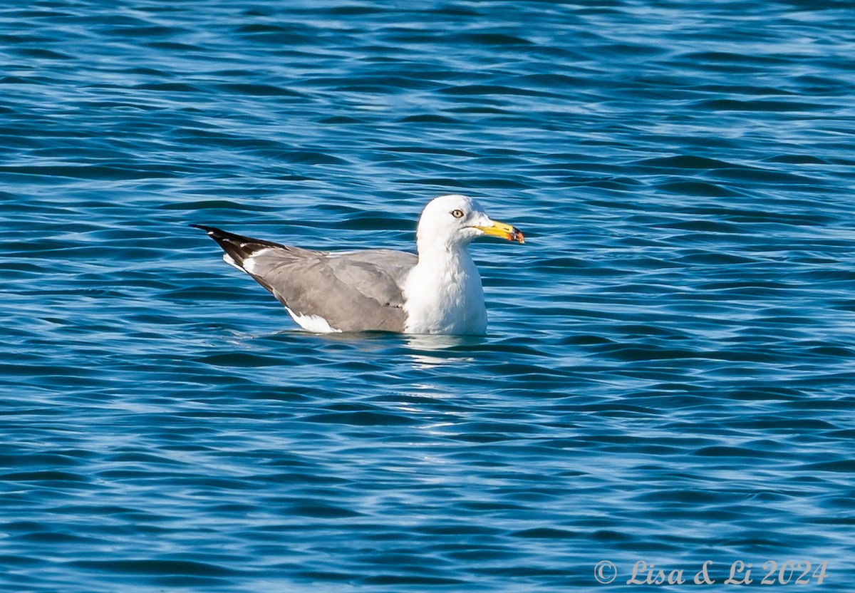 Black-tailed Gull - ML616050429