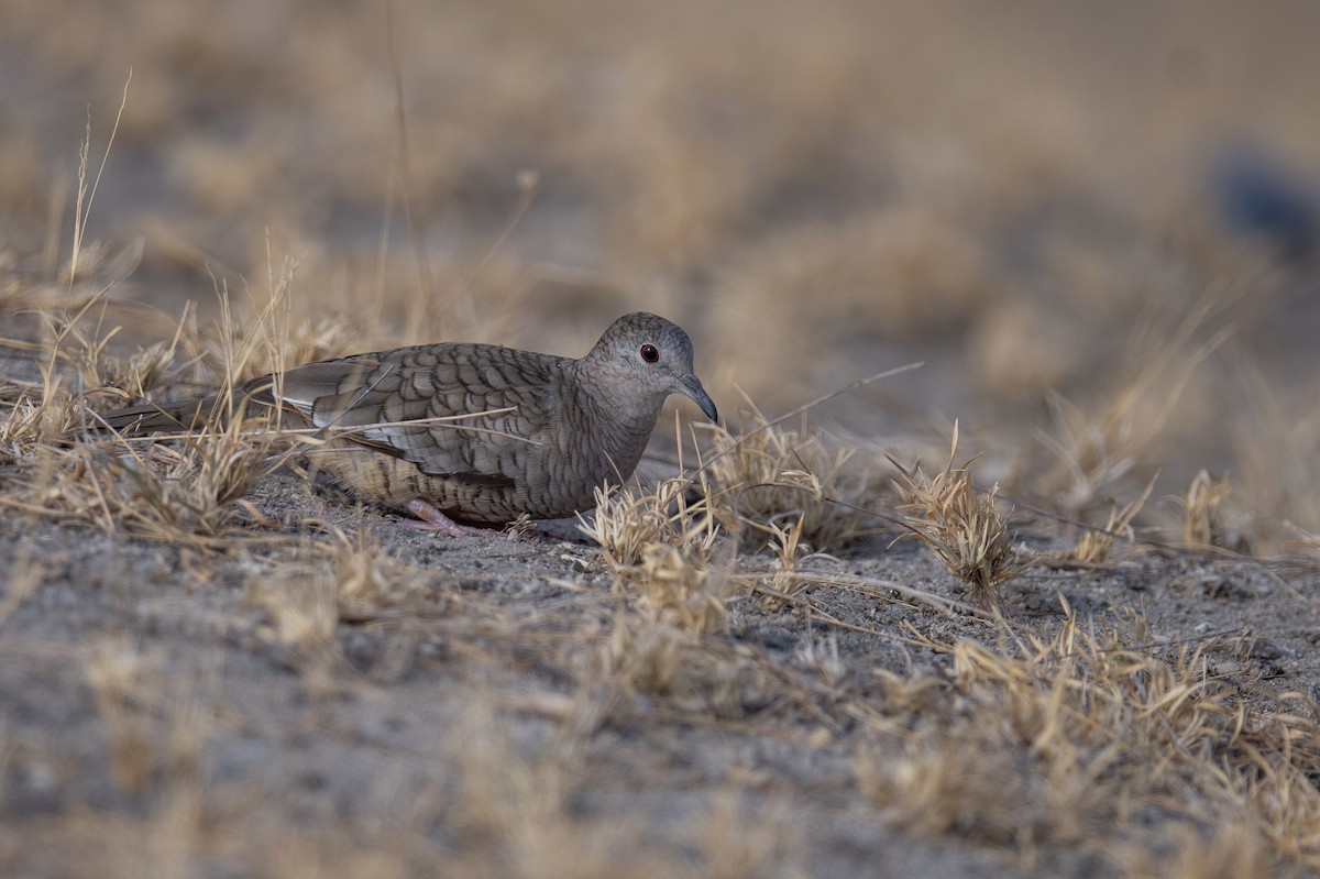 Inca Dove - ML616050439