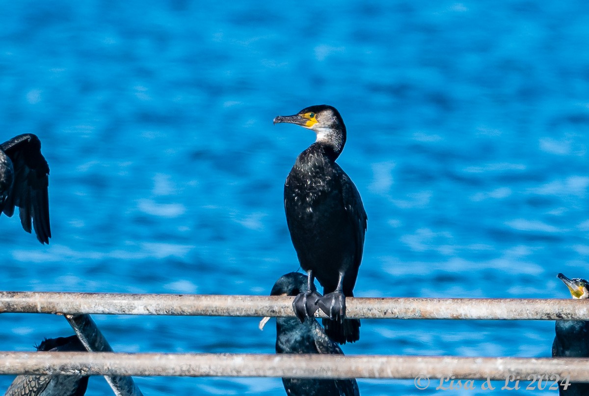 Japanese Cormorant - ML616050455