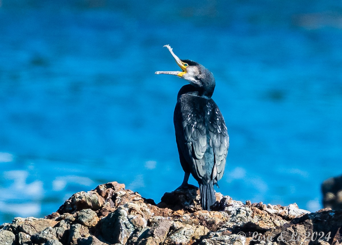 Cormorán Japonés - ML616050459