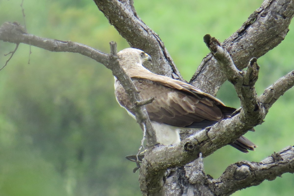 Wahlberg's Eagle - Charlene Dzielak