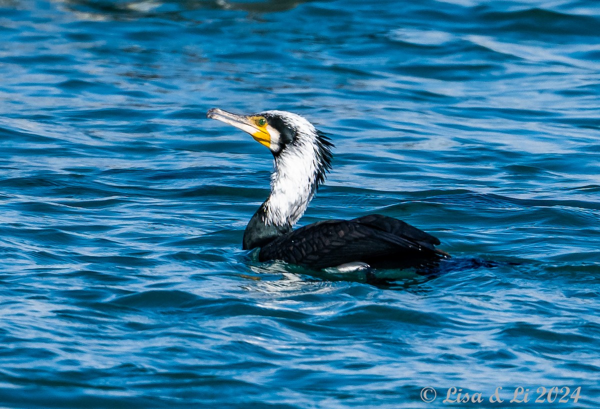 Cormorán Grande (euroasiático) - ML616050466