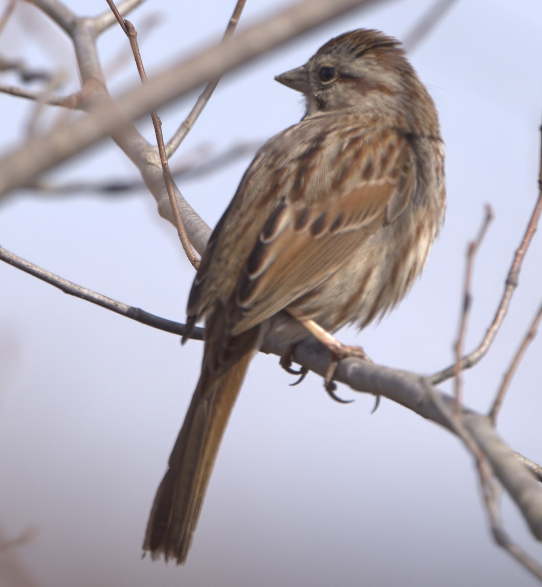 Song Sparrow (melodia/atlantica) - David Nicosia