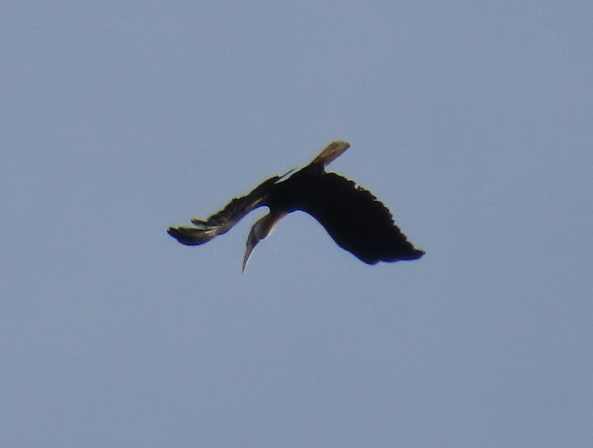 Blyth's Hornbill - ML616050475