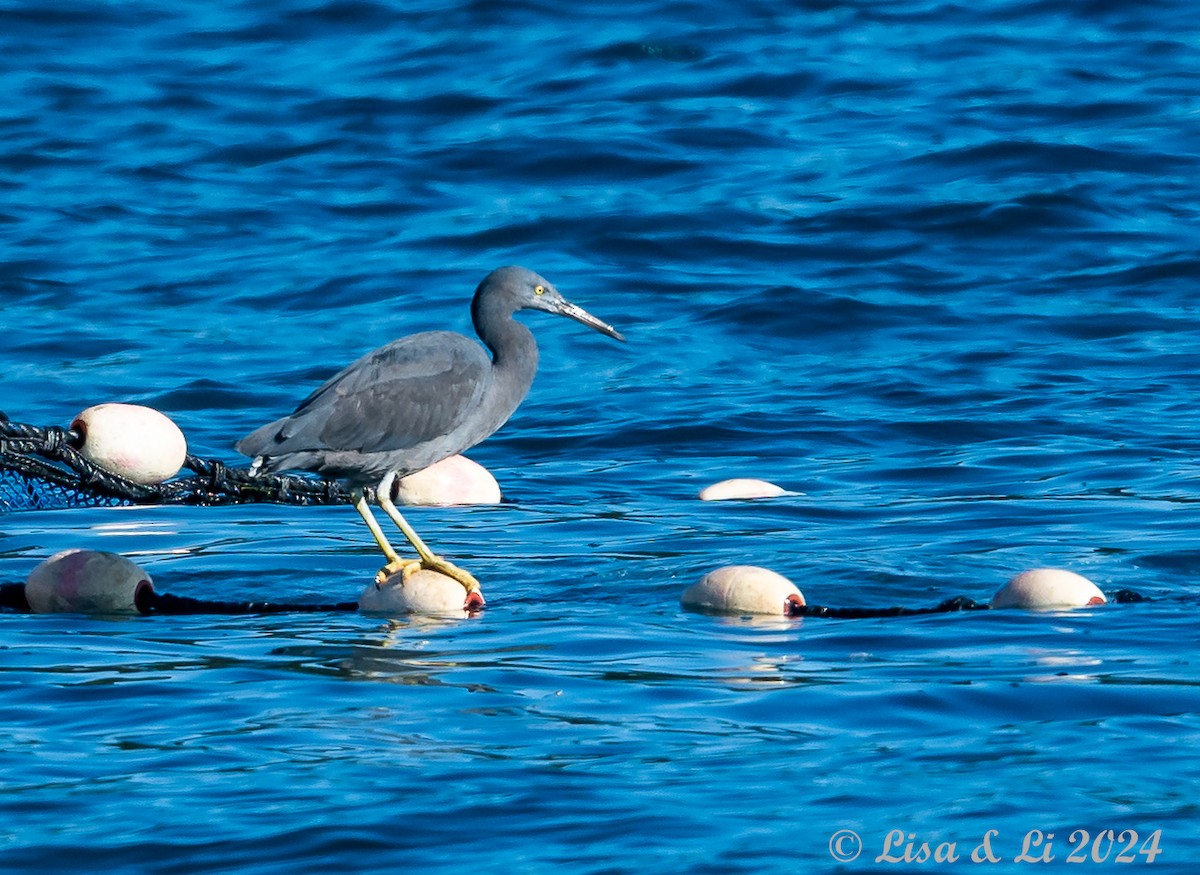 Pacific Reef-Heron - Lisa & Li Li