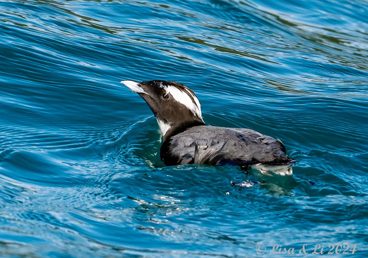 Japanese Murrelet - Lisa & Li Li