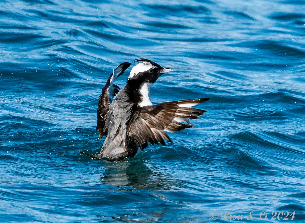 Japanese Murrelet - ML616050519