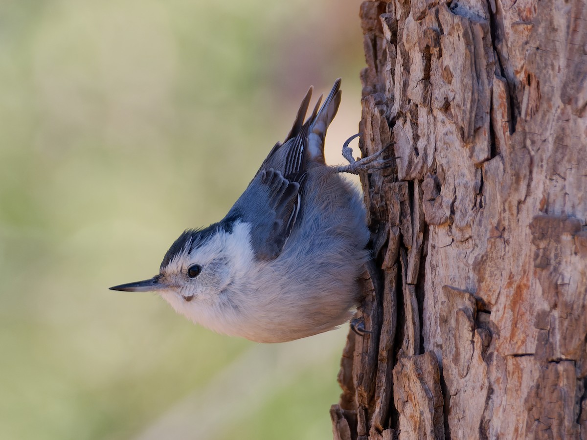 White-breasted Nuthatch - ML616050550