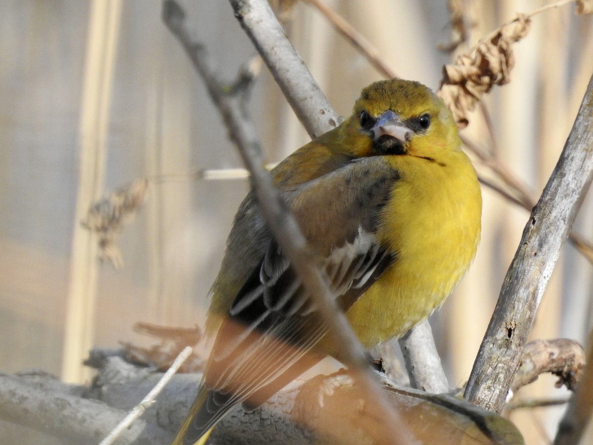 Bullock's Oriole - ML616050569