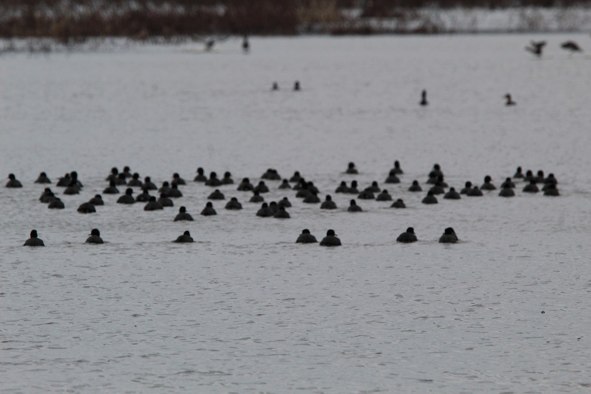 American Coot - ML616050571