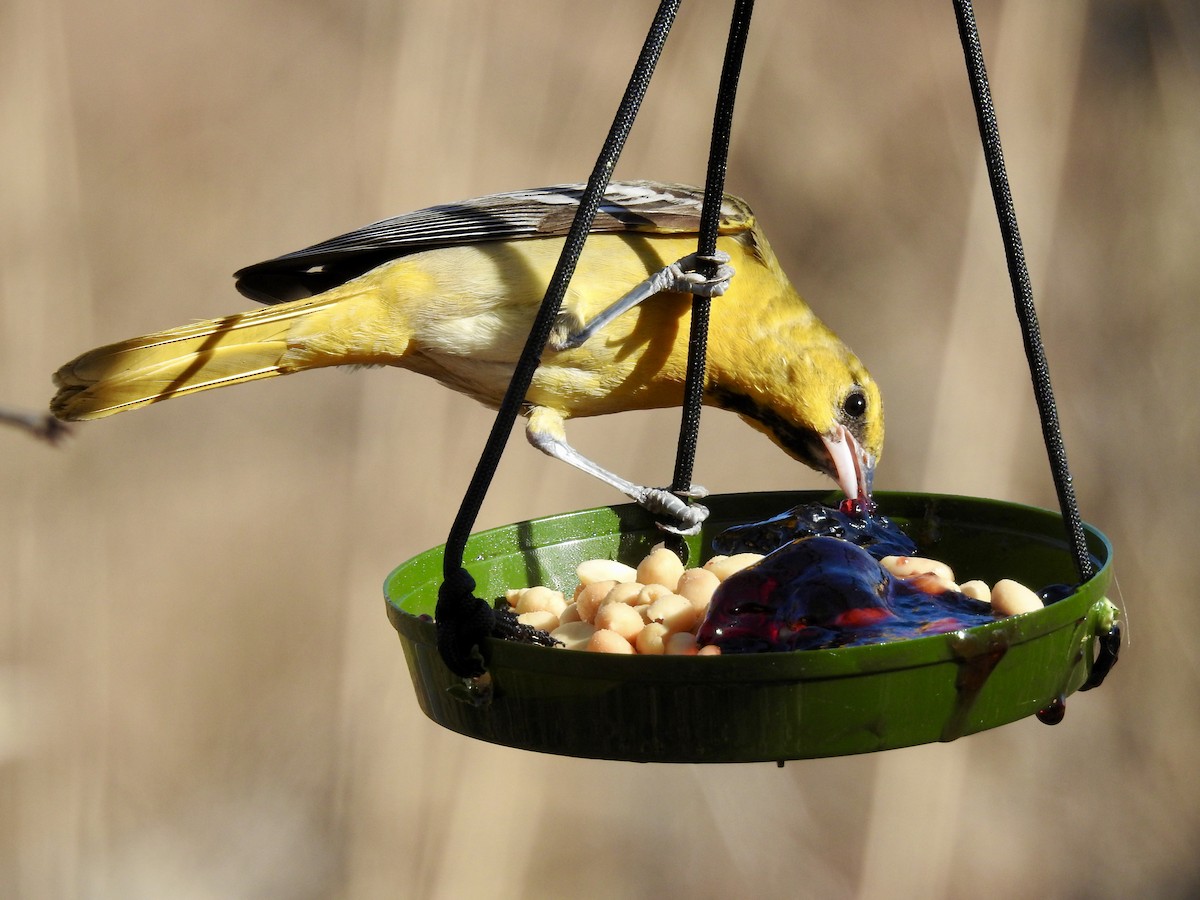 Bullock's Oriole - ML616050574