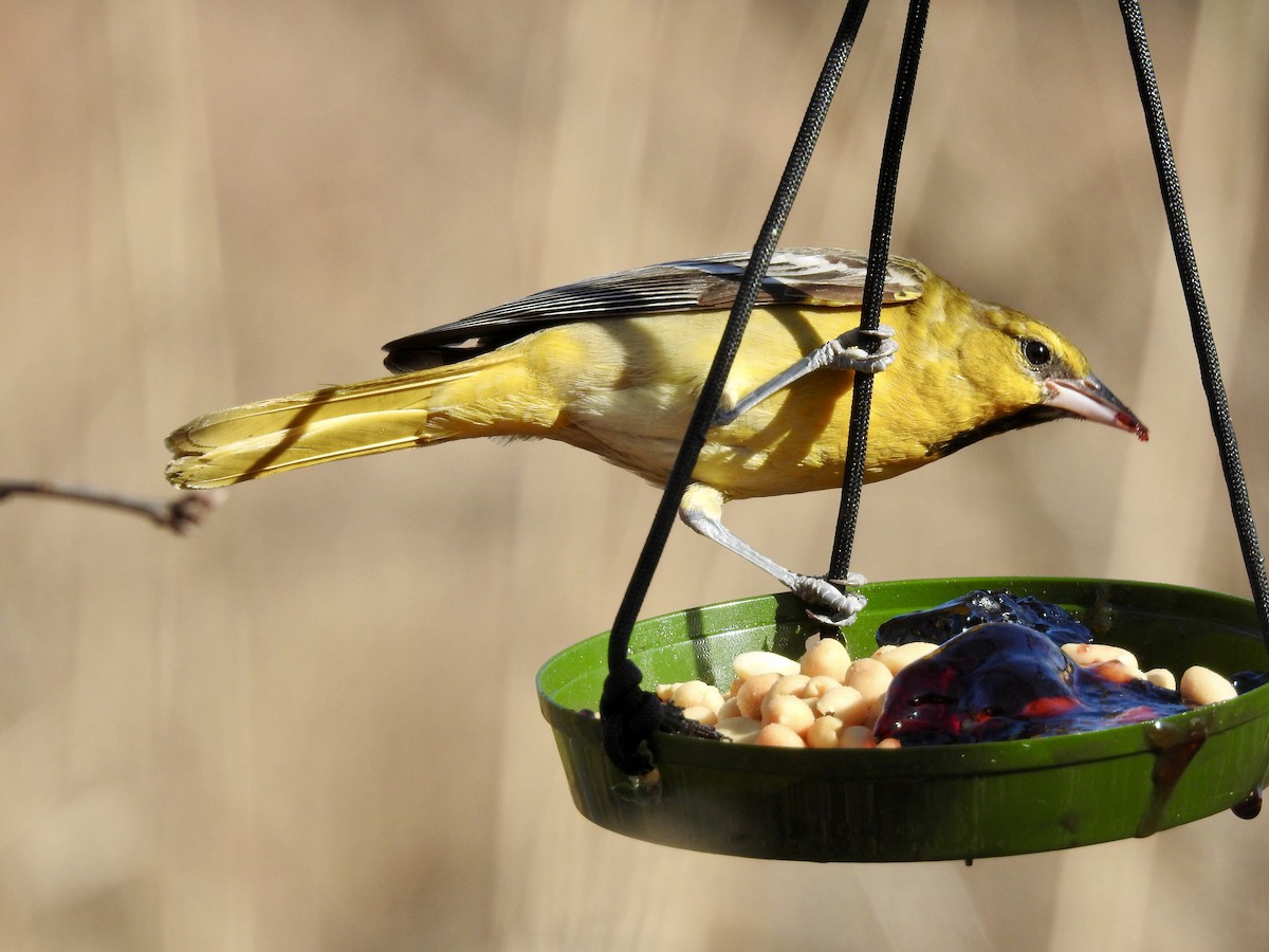 Bullock's Oriole - ML616050577