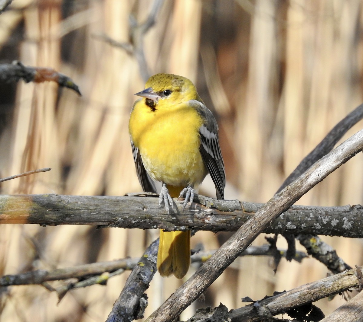 Bullock's Oriole - ML616050587