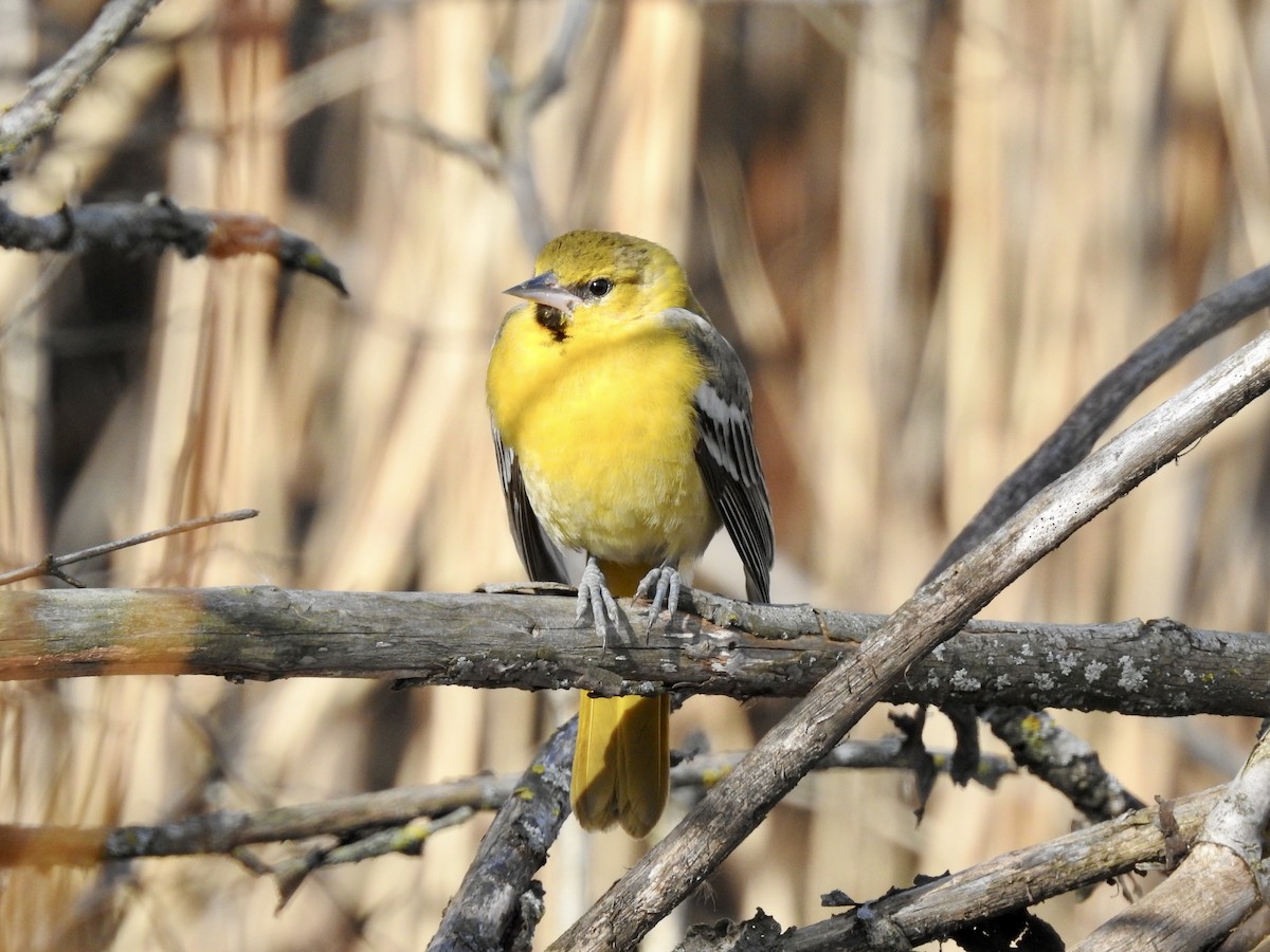 Bullock's Oriole - ML616050589