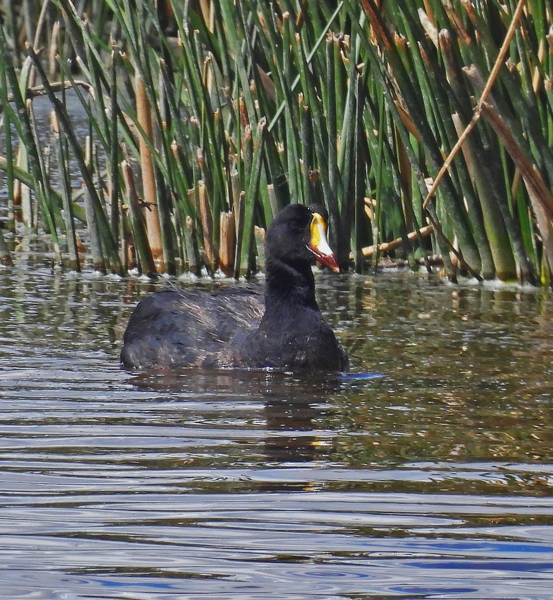 Giant Coot - ML616050593