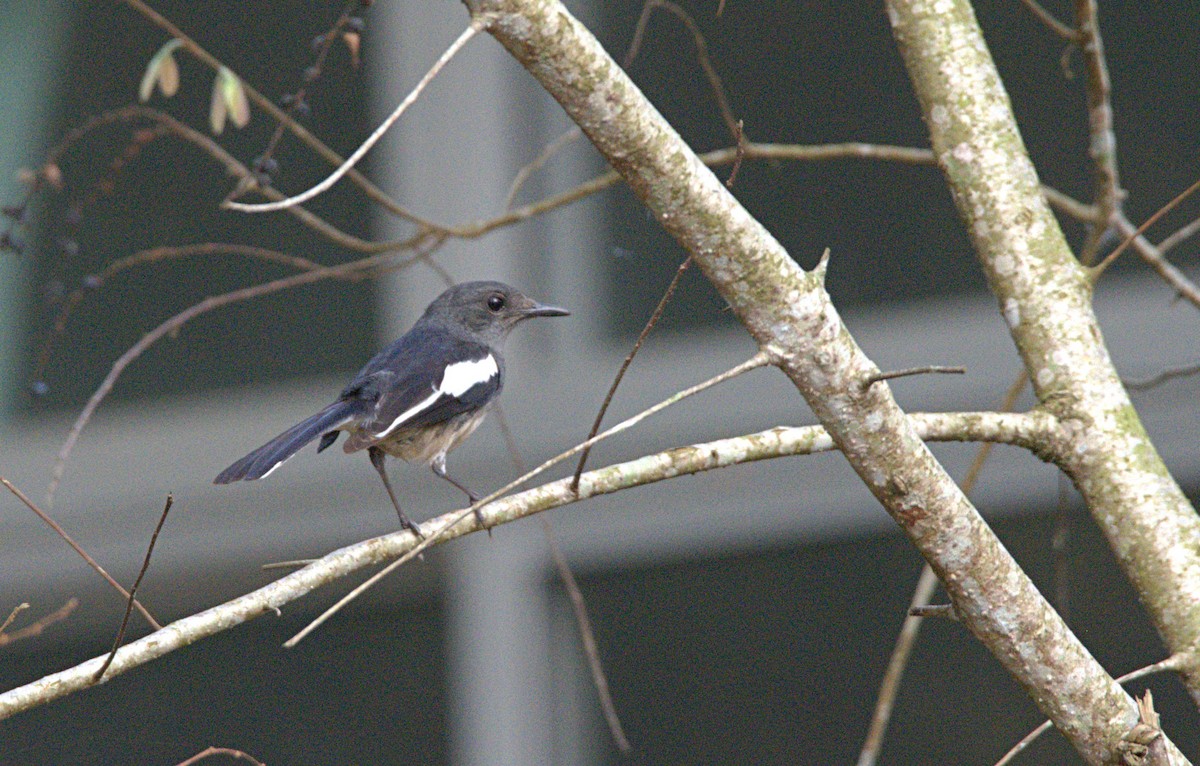 Oriental Magpie-Robin - ML616050662