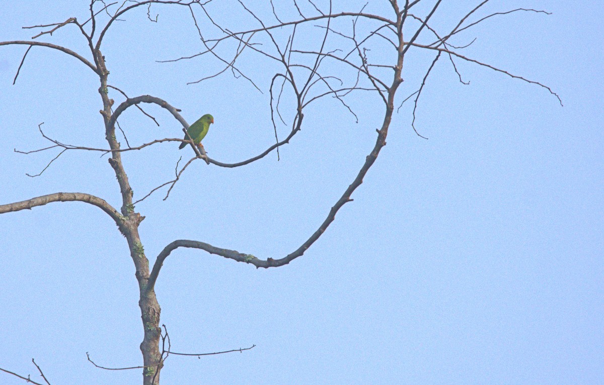 Vernal Hanging-Parrot - ML616050667