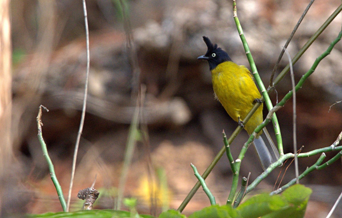 Black-crested Bulbul - ML616050682