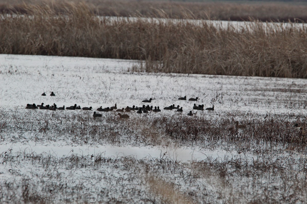 American Coot - ML616050689