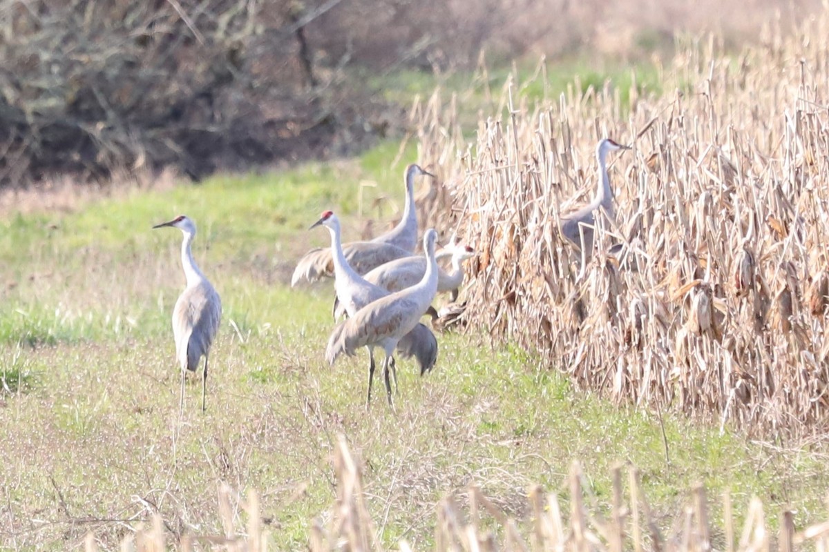 jeřáb kanadský - ML616050714