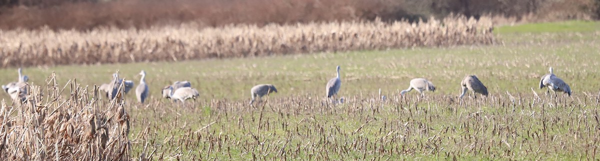 jeřáb kanadský - ML616050715
