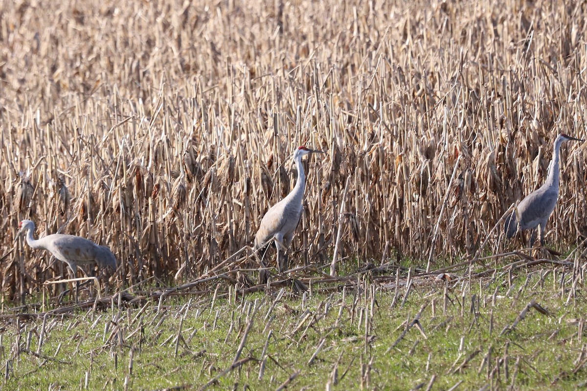 jeřáb kanadský - ML616050716