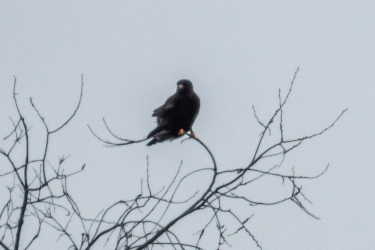 Rough-legged Hawk - ML616050740