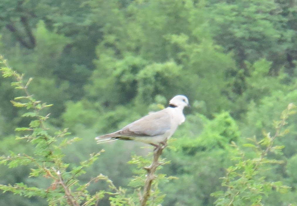 Ring-necked Dove - ML616050753