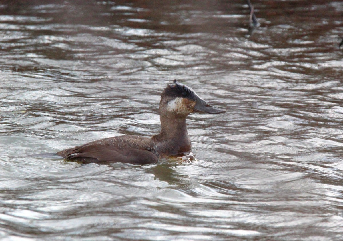 Ruddy Duck - ML616050760