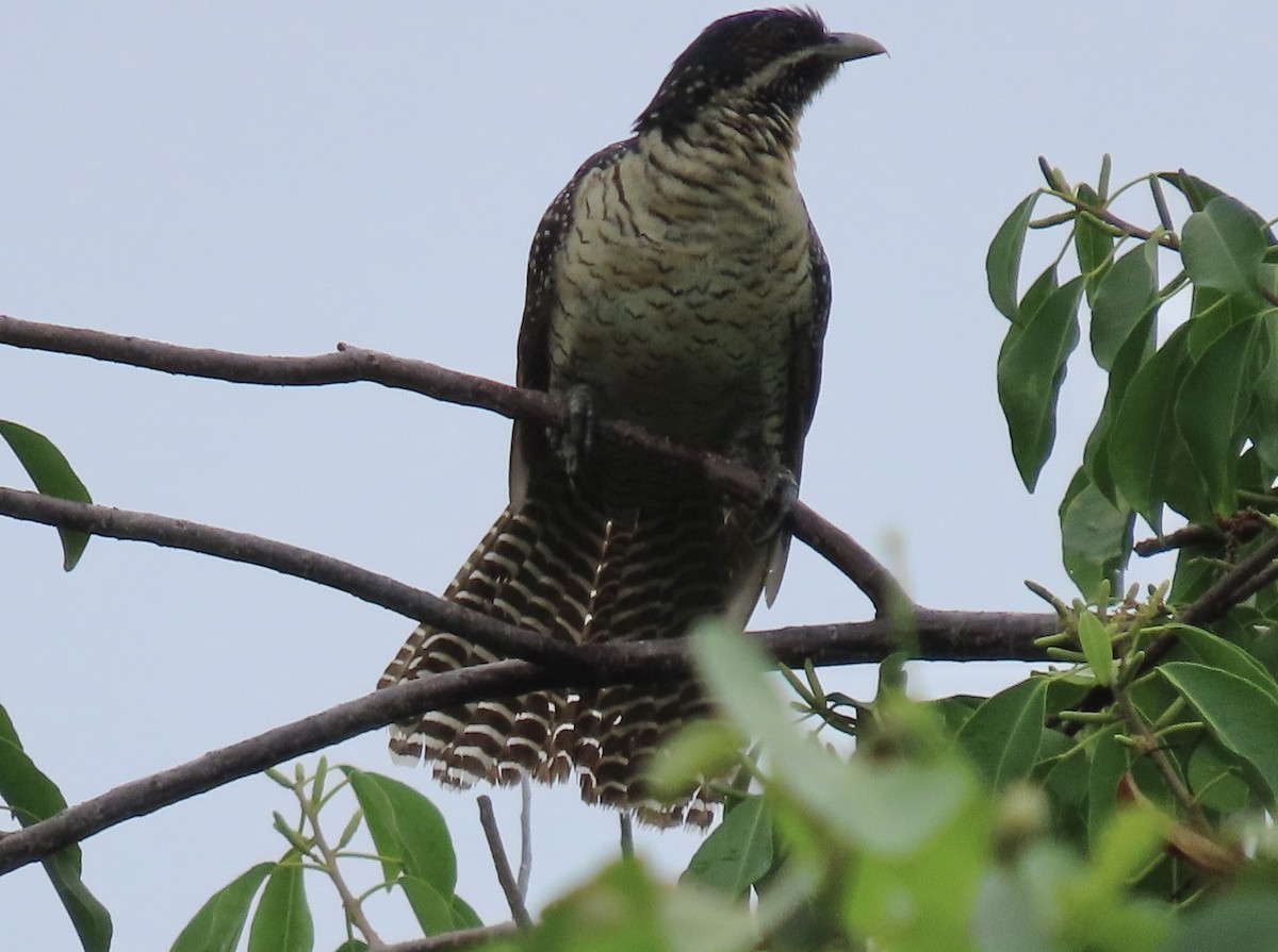 Pacific Koel - ML616050764