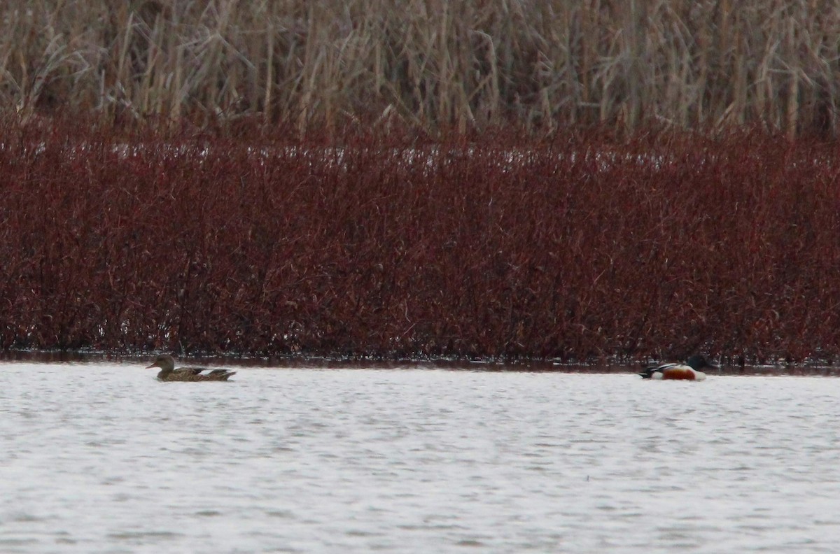 Northern Shoveler - ML616050770