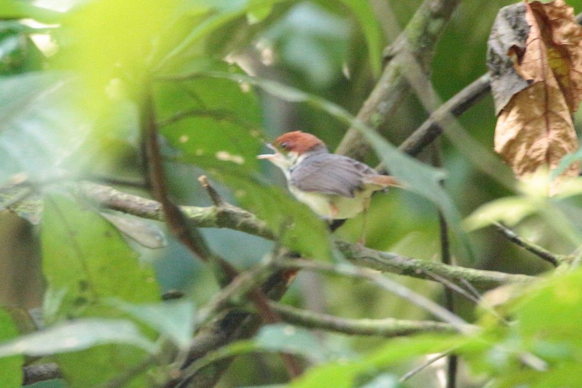 Rufous-tailed Tailorbird - Fadzrun A.