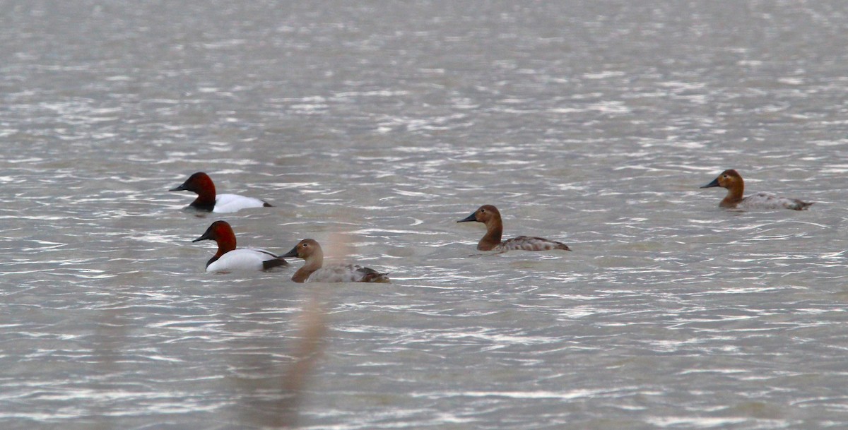 Canvasback - ML616050814