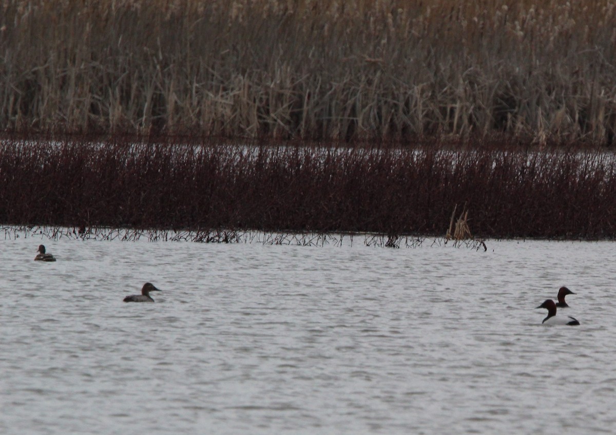 Canvasback - ML616050815