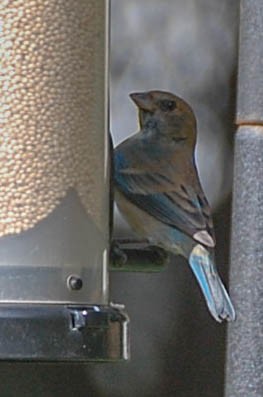 Indigo Bunting - ML616050893