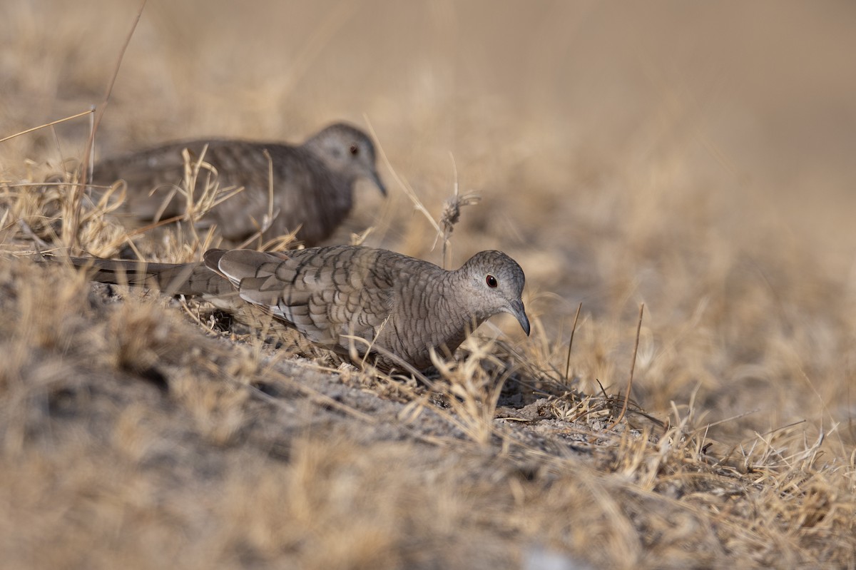 Inca Dove - ML616050908