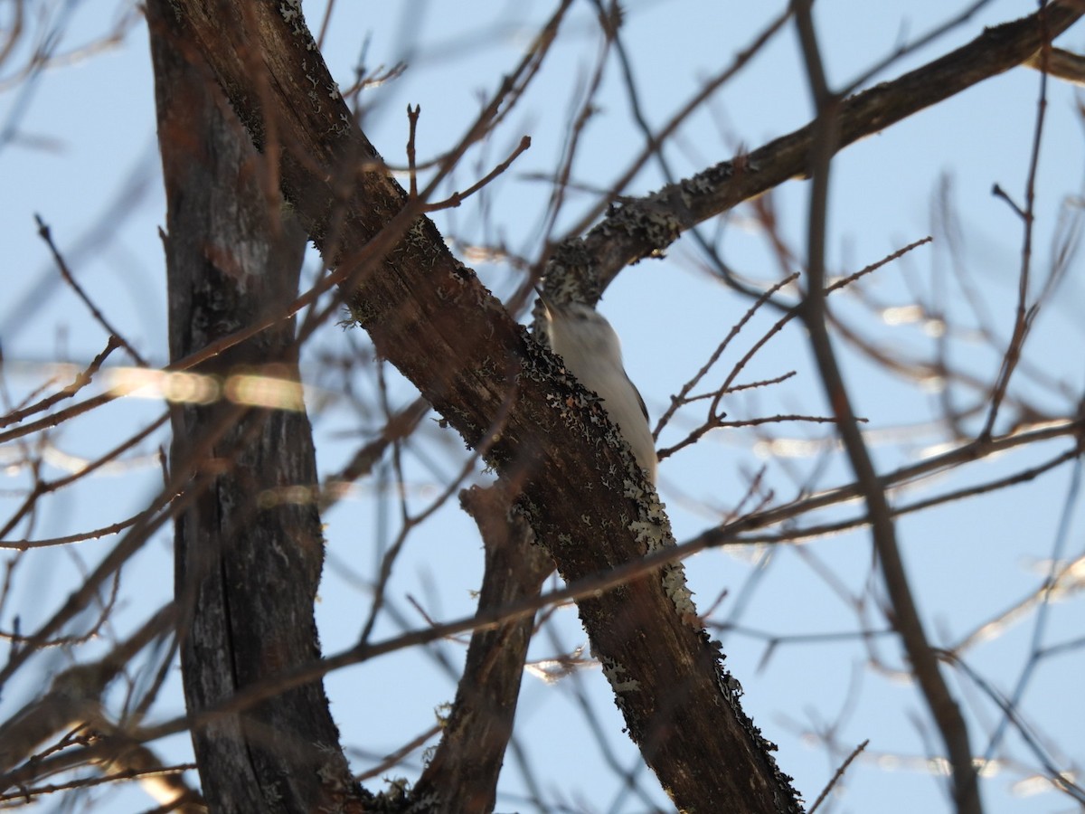 White-breasted Nuthatch - Joseph McGill