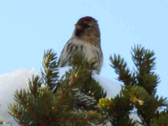 Common Redpoll - ML616050959