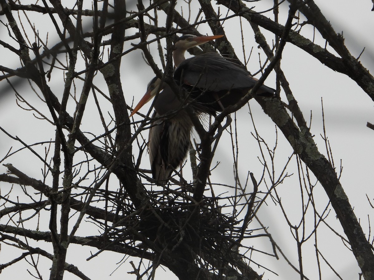 Great Blue Heron - ML616050964