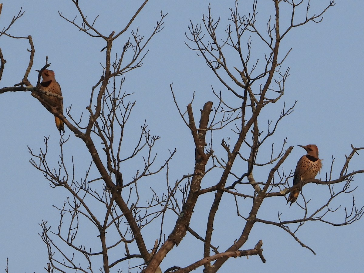 Northern Flicker - Melanie Kass