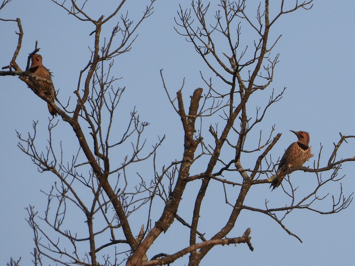 Northern Flicker - ML616050970