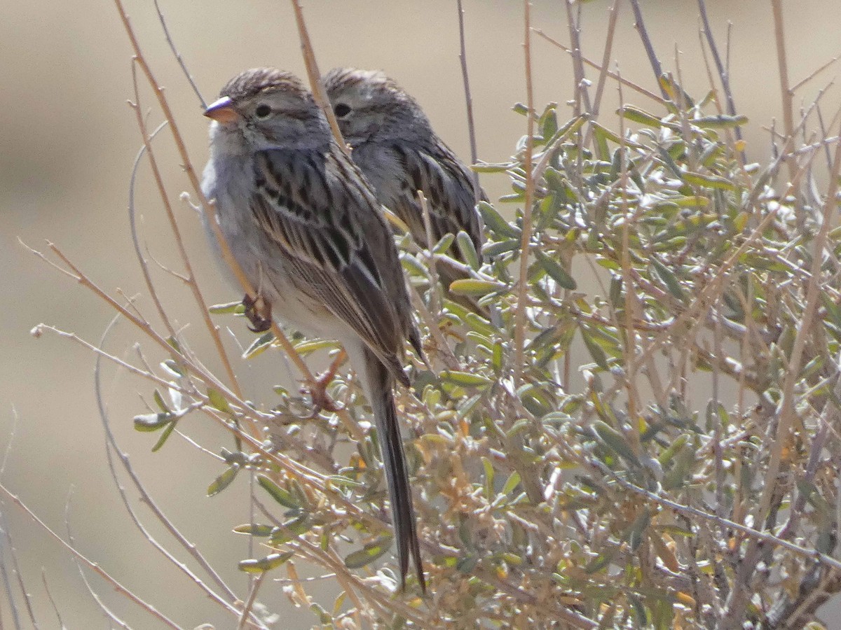 Brewer's Sparrow - ML616050971