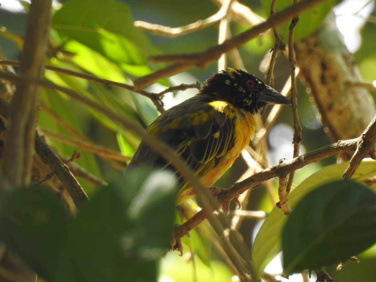 Village Weaver - Jose Fernando Sanchez O.