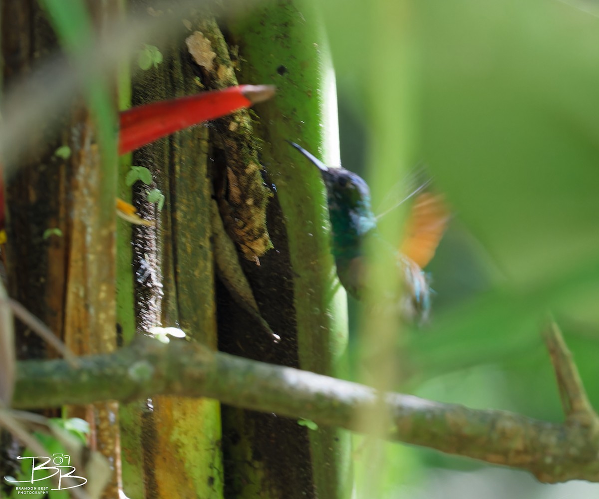 Blue-capped Hummingbird - Brandon Best