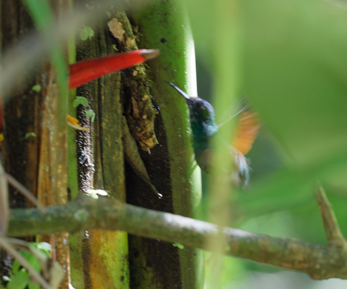 Blue-capped Hummingbird - Brandon Best