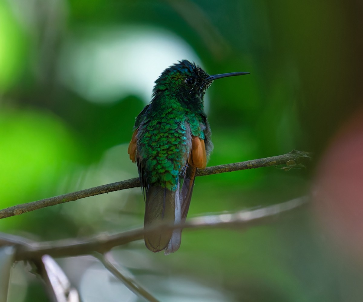 Blue-capped Hummingbird - Brandon Best