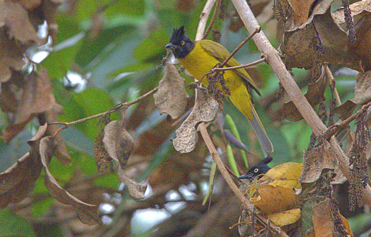 Black-crested Bulbul - ML616051052