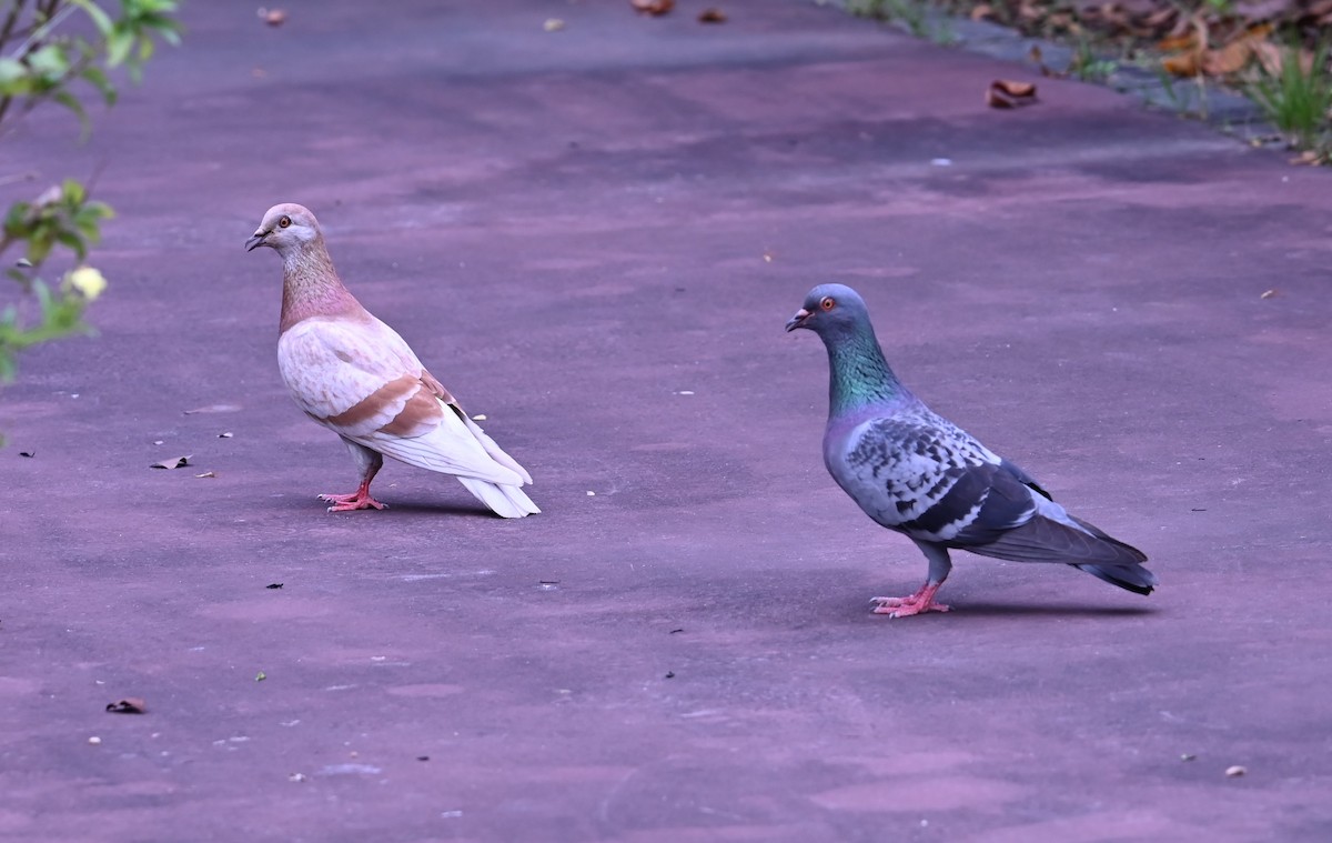 Rock Pigeon (Feral Pigeon) - ML616051073