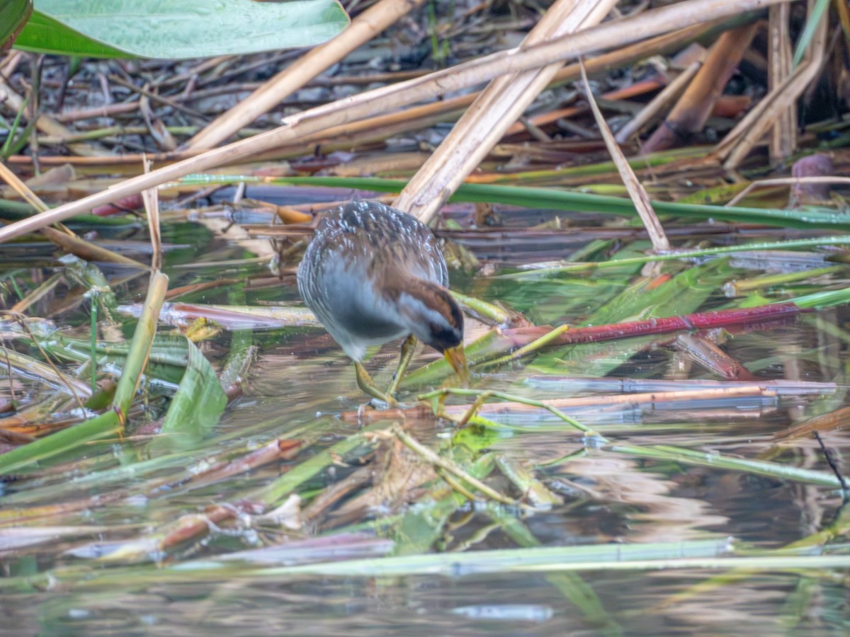 Polluela Sora - ML616051081